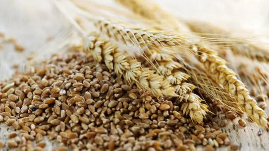 La varietà di grano duro Saragolla