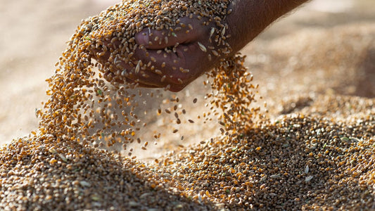 La varietà di grano duro Senatore Cappelli